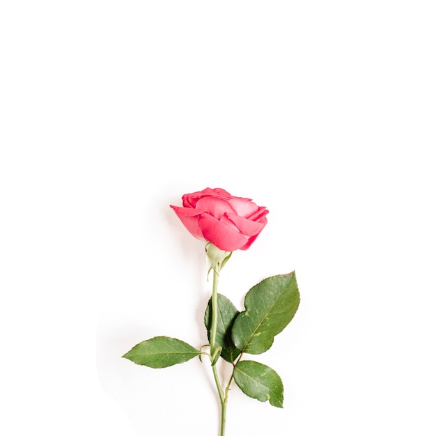 Bella rosa rossa fiore isolato su superficie bianca
