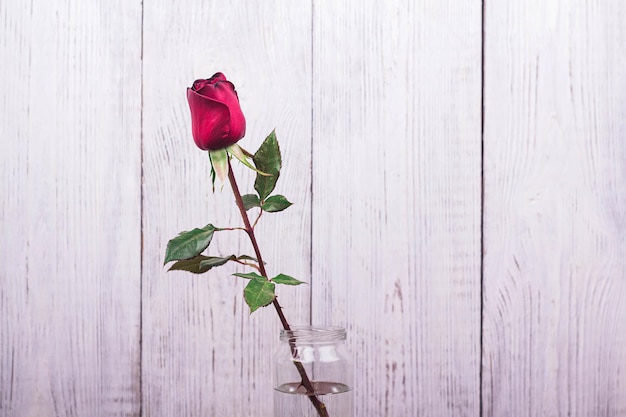 Bella rosa rossa fiore su sfondo di legno