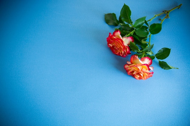 Bella rosa rossa in fiore su sfondo blu