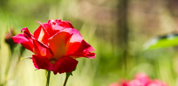 Bella rosa rossa in giardino in una giornata di sole ideale per biglietti di auguri di sfondo