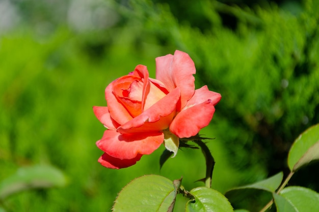 Bella rosa rossa in giardino in una soleggiata giornata estiva. Fiori estivi in crescita.