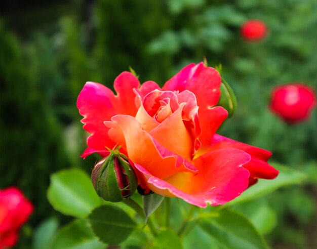 Bella rosa rossa in giardino perfetta per biglietto di auguri