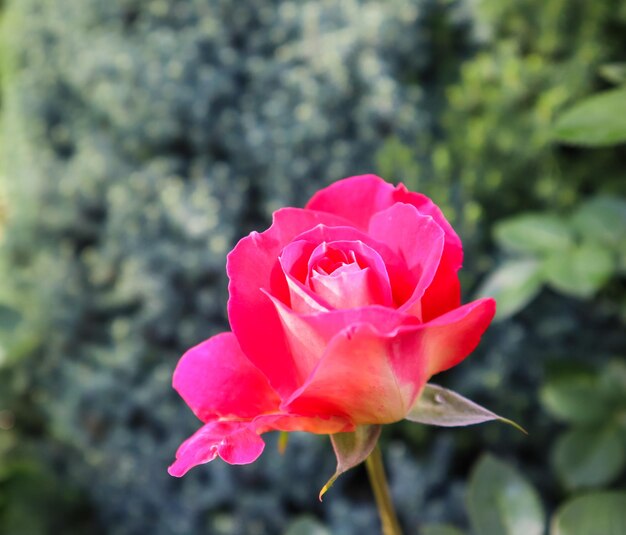Bella rosa rossa in giardino Perfetto per biglietto di auguri