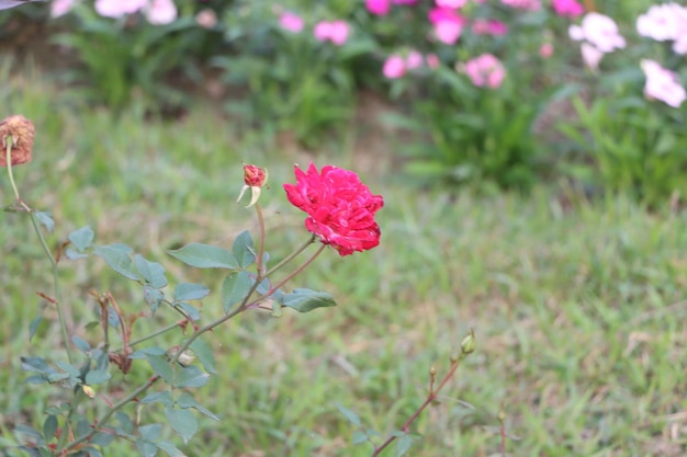 Bella rosa rossa in un giardino