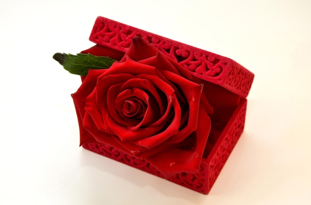 Bella rosa rossa in un primo piano della scatola su una priorità bassa bianca