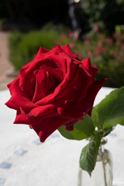 Bella rosa rossa in un vaso di vetro con acqua