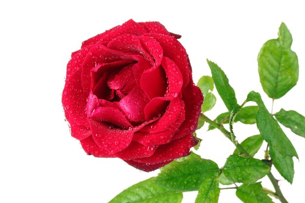 Bella rosa rossa isolata su bianco