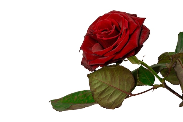 Bella rosa rossa isolata su sfondo bianco