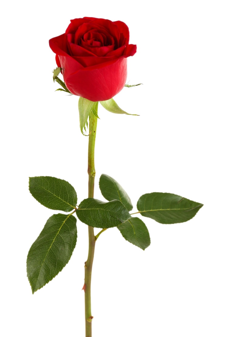 Foto bella rosa rossa isolata sulla superficie bianca