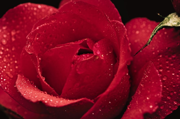 Bella rosa rossa macro con gocce d'acqua, sfondo floreale