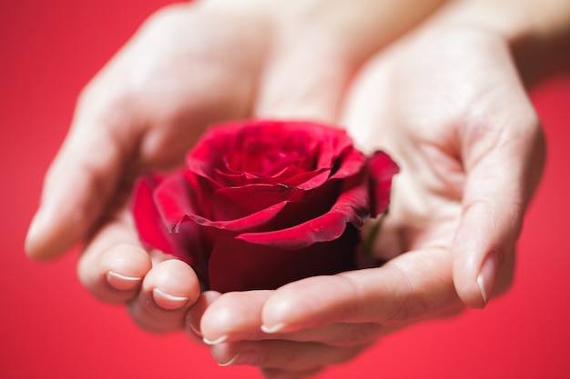 Bella rosa rossa nelle mani della donna su uno sfondo rosso. San Valentino