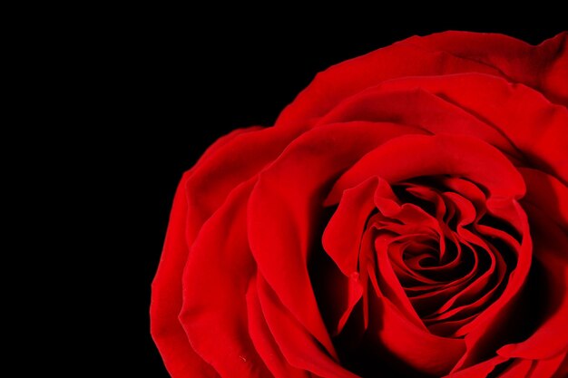 Bella rosa rossa primo piano