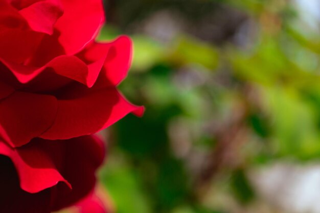 Bella rosa rossa selvaggia primo piano Sfondo rosa