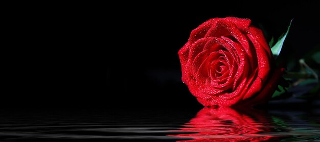 Bella rosa rossa Sfondo di congratulazioni di San Valentino