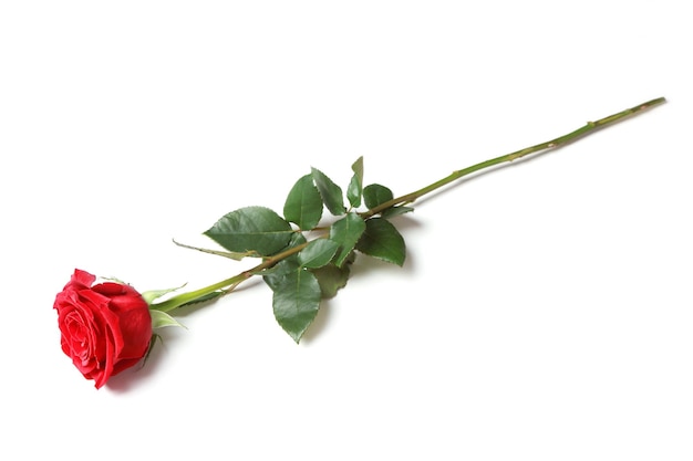 Bella rosa rossa. Sfondo di congratulazioni entro il giorno di San Valentino