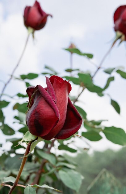 Bella rosa rossa su sfondo verde