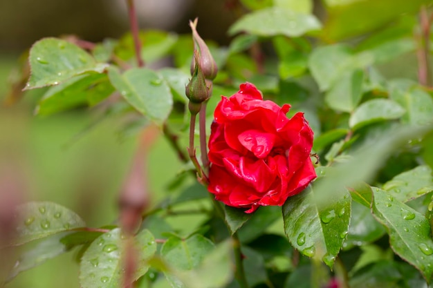 Bella rosa rossa su uno sfondo di erba verde in una giornata estiva