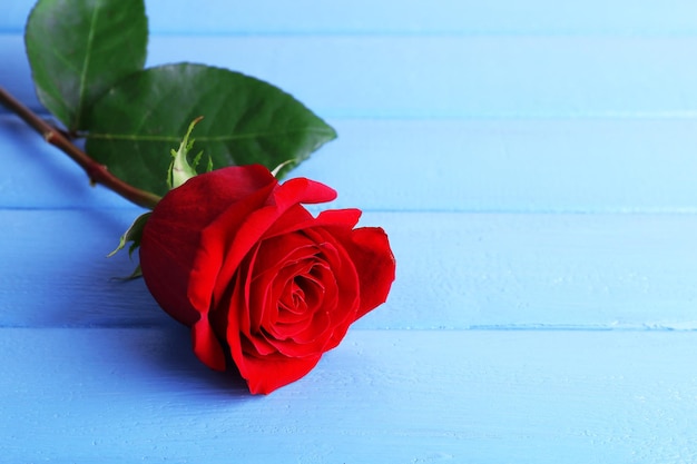 Bella rosa rossa sul fondo delle plance di legno di colore