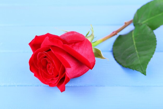 Bella rosa rossa sul fondo delle plance di legno di colore