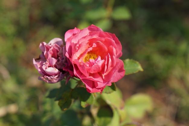 Bella rosa rossa sull'albero Portala al tuo amante a San Valentino