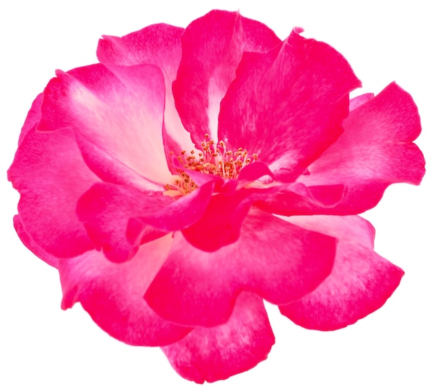 Bella rosa rossa