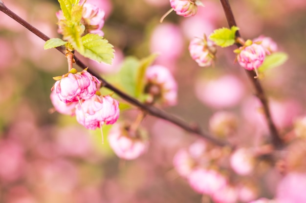 Bella rosa selvatica. Fiori rosa, primi piani. Pianta da giardino. Cespuglio di fiori. Primavera, stagione estiva. Tema di botanica. Messa a fuoco selettiva.