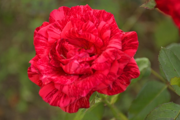 Bella rosa singola rossa su sfondo verde il concetto di vacanza bokeh