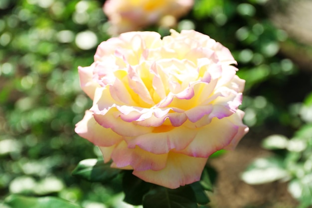 Bella rosa sul cespuglio verde in giardino