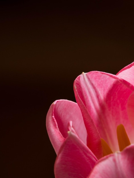 Bella rosa tulipani closeup colpo macro tempo di primavera concetto