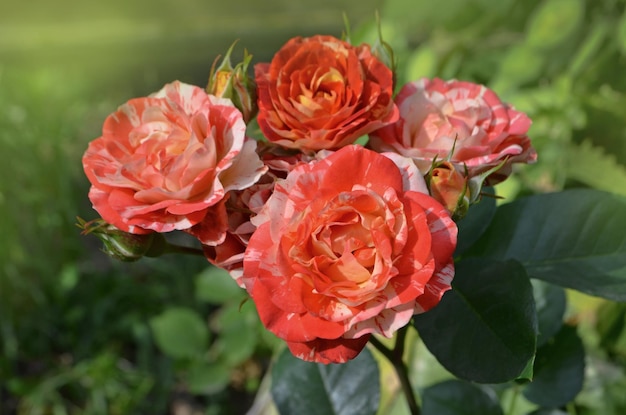 Bella rosa unica a due colori Fiori rosa arancio a strisce coltivate Rose rosse gialle bicolori con strisce Rose rosse gialle gialle multicolori con strisce bianche