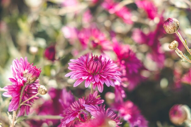 Bella rosa viola crisantemo in giardino Giornata di sole deve profondità di campo Floral background