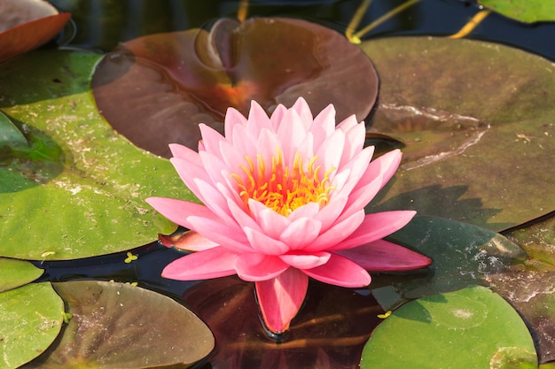 Bella rosa waterlily che galleggia in uno stagno.