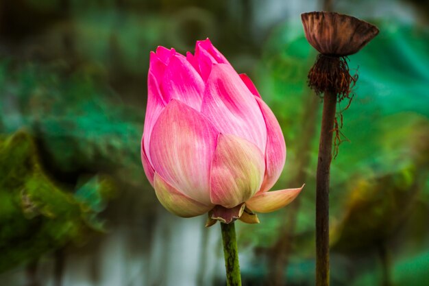 Bella rosa waterlily o fiore di loto in stagno.