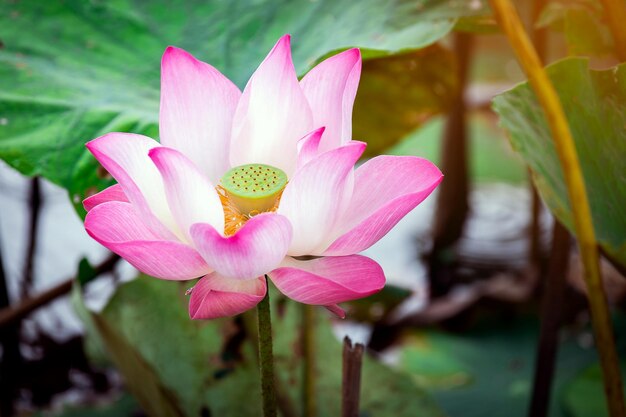 Bella rosa waterlily o fiore di loto in stagno