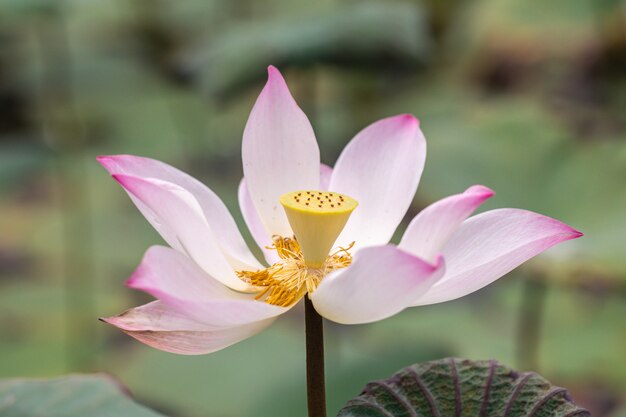 Bella rosa Waterlily o fiore di loto. Include anche il nome di loto indiano, loto sacro, fagiolo dell'India o semplicemente loto.