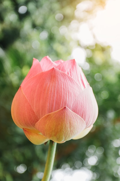 Bella rosa waterlily o fiore di loto