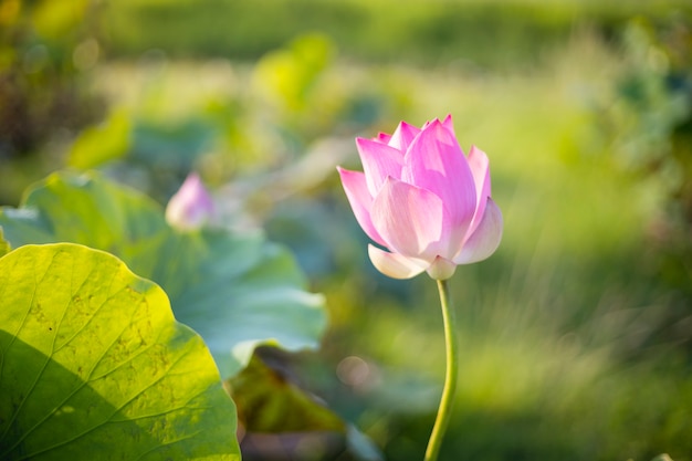Bella rosa waterlily o fiore di loto