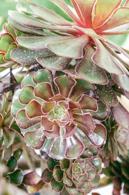 Bella rosetta Aeonium close-up Vista superiore pianta succulenta verde Succulenta verde con foglie divertenti Foto di alta qualità