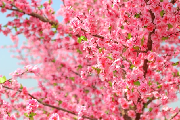 bella Sakura cherry Blossom con cielo blu