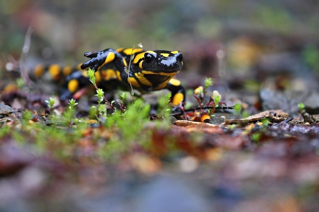 Bella salamandra selvatica nell'habitat naturale