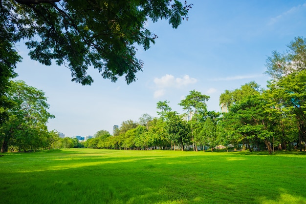 Bella scena del parco in parco pubblico con campo di erba verde