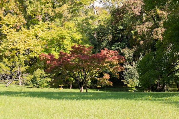 Bella scena del parco in parco pubblico con la pianta verde dell'albero del campo di erba verde