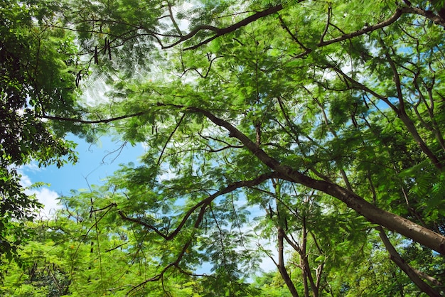 Bella scena del parco nel parco pubblico