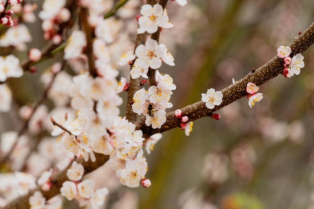 Bella scena della natura con albero di albicocca in fiore Un'ape lavora su un albero in primavera