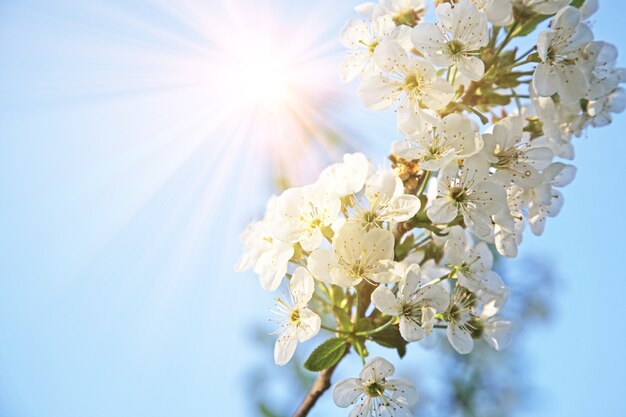 Bella scena della natura con albero di fiori in fiore.