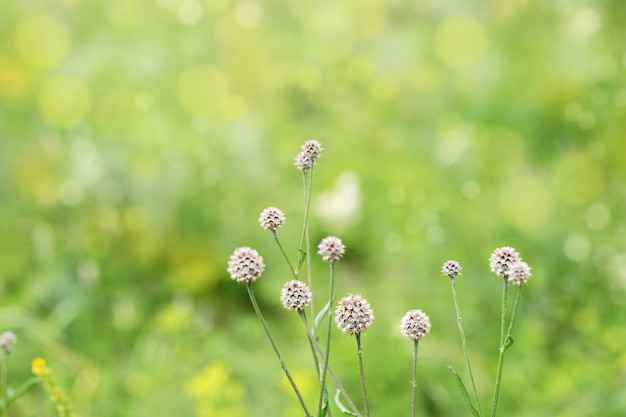 Bella scena della natura con erba in natura.