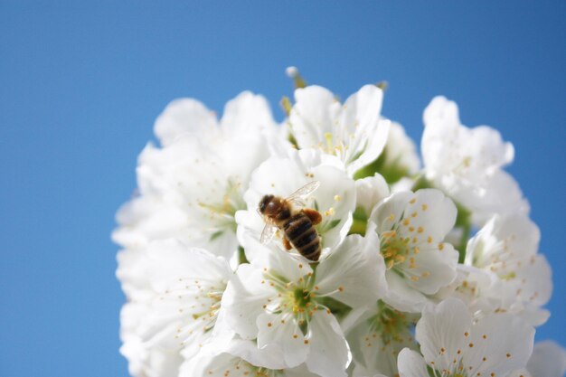 Bella scena della natura con l'albero di fiori in fiore