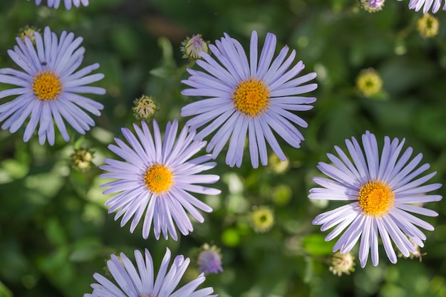 Bella scena della natura con le margherite blu mediche di fioritura in una mattina di estate. Medicina alternativa Primavera camomilla. fiori in un prato di bellezza.