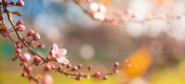 Bella scena della natura primaverile con albero in fiore rosa Tranquilla primavera estate primo piano della natura e sfondo sfocato della foresta Natura idilliaca