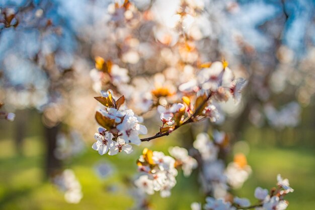 Bella scena della natura primaverile con albero in fiore rosa Vista sul campo di sfocatura della natura da sogno Primo piano della natura